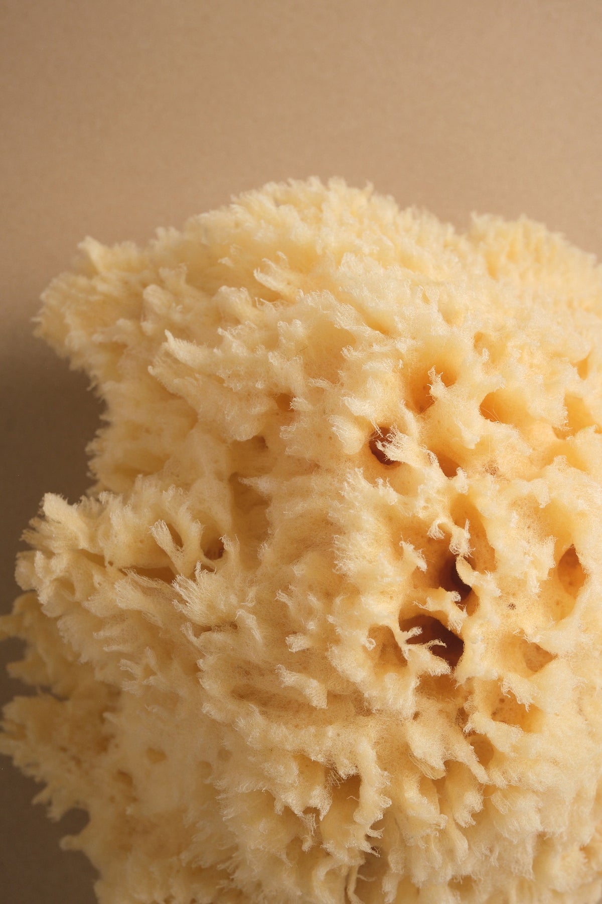 Baudelaire bath sea sponge